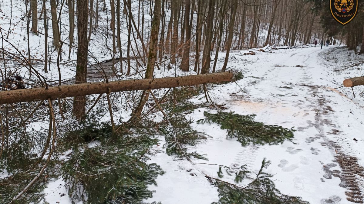 Hasiči vyjížděli k popadaným stromům, řešili i vánoční smrček uvízlý ve větvích stromu u paneláku